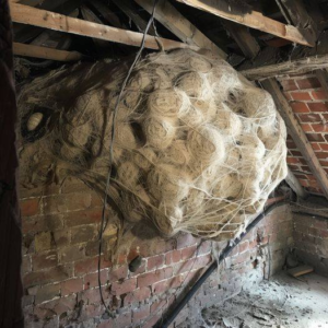 Man Believes He Found a “Hornets” Nest in the Attic – Turns Pale When He Discovers the Truth