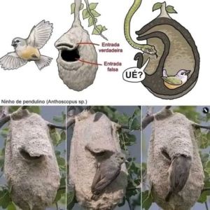 This Bird Creates A Fake Entrance To Its Nest To Trick Predators