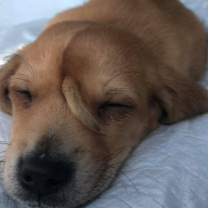 Abandoned “unicorn” puppy with tail growing from his head rescued from freezing cold