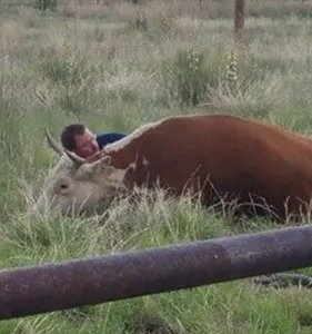 Cow collapses in field – when the man understands why, he refuses to leave her side