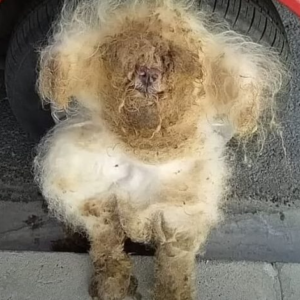 Abandoned dog’s remarkable transformation sparks hope and compassion